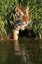 Bengal tiger {Panthera tigris tigris} amongst bamboo stepping into water, captive