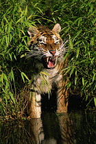Bengal tiger {Panthera tigris tigris} amongst bamboo stepping into water, snarling, captive