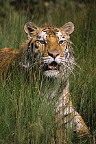 Bengal tiger {Panthera tigris tigris} amongst reeds, stepping into water, captive