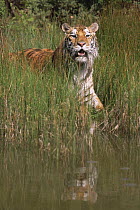Bengal tiger {Panthera tigris tigris} amongst reeds, stepping into water, captive