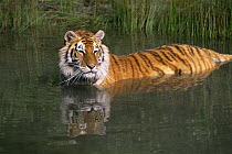 Bengal tiger {Panthera tigris tigris} cooling off in water, captive