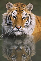Bengal tiger {Panthera tigris tigris} portrait, reflected in water, captive
