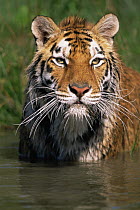 Bengal tiger {Panthera tigris tigris} portrait, in water, captive