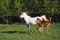 Arab mare and foal running, USA