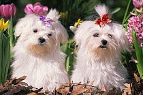 Two Maltese dogs with bows in their hair, USA