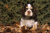 American Cocker spaniel, tricolour, puppy, USA