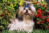Shih Tzu dog with bow in its hair, Illinois, USA