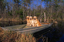 Three Golden labrador retrievers sitting in boat, South Carolina, USA