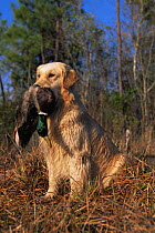 Golden labrador retriever retrieving a dead Mallard, South Carolina, USA