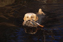 Golden labrador retriever retrieving a dead Mallard from water, South Carolina, USA
