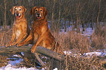 Two Golden labrador retrievers, standing on hind legs, looking in woodland,  Illinois, USA