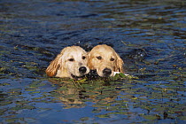 Two Golden labrador retrievers retrieving bird from water, Maine, USA