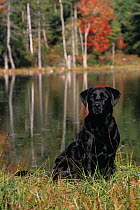 Black labrador, sitting beside water, Maine, USA