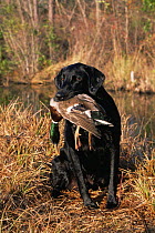 Black labrador retrieving Mallard duck, South Carolina, USA
