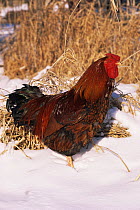 Domestic chicken, Gold laced wyandotte cock, in snow, USA