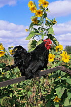 Domestic chicken, Cochin bantam rooster, on fence amongst sunflowers, USA