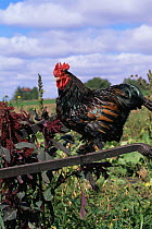 Domestic chicken, Cochin bantam rooster, USA