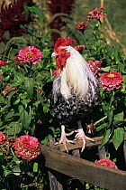 Domestic chicken, silver grey dorking cock, USA