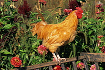 Domestic chicken, Buff Orpington rooster, USA