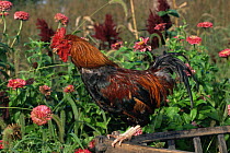 Domestic chicken, Welsummer rooster, USA