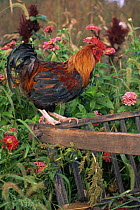 Domestic chicken, Welsummer rooster, USA