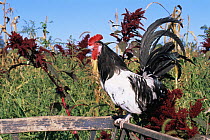 Domestic chicken, Lakenvelder rooster, USA