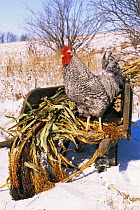 Domestic chicken, Barred holland rooster, in snow, USA