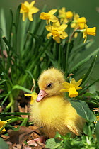 Domestic goose, gosling amongst Daffodils, USA