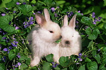 Domestic rabbit, two satin baby rabbits amongst Viola flowers, USA