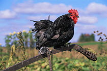Domestic chicken, Cochin bantam rooster, USA