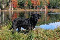 Black labrador beside water, Maine, USA