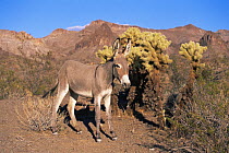 Wild donkey / Burro {Equus asinus} in desert, Arizona, USA