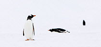 Three Gentoo Penguins (Pygoscelis papua) in the snow on Aitcho Island, Antarctic Penninsula. November