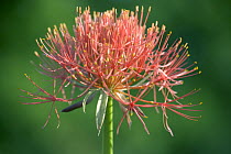 Bloody Lily (Scadoxus haemanthus) flower, South Africa