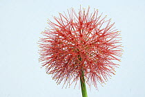 Bloody Lily (Scadoxus haemanthus) South Africa