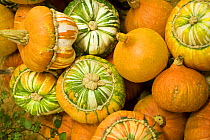 Decorative Pumpkins {Cucurbita pepo} "Hokkaido" and "Uchiki Kuri",  Germany