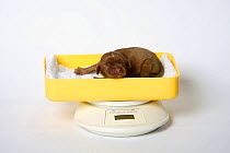 Cavalier King Charles Spaniel, one-day puppy, ruby, being weighed on scales