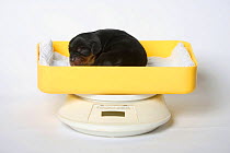 Cavalier King Charles Spaniel, one-day puppy, black-and-tan, being weighed on scales