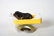Cavalier King Charles Spaniel, three-day puppy, black-and-tan, being weighed on scales