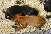 Cavalier King Charles Spaniel, two eight-day puppies, black-and-tan and ruby, searching for body contact