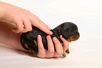 Cavalier King Charles Spaniel, 8-day puppy, black-and-tan, being massaged