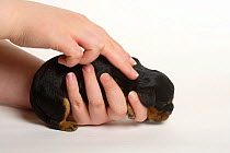 Cavalier King Charles Spaniel, 8-day puppy, black-and-tan, being massaged