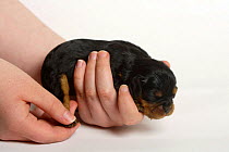 Cavalier King Charles Spaniel, 8-day puppy, black-and-tan, being massaged on its paw
