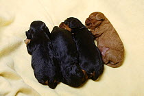 Cavalier King Charles Spaniel, four 13-day puppies, black-and-tan and ruby