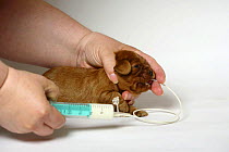 Cavalier King Charles Spaniel, 13-day puppy, ruby, being hand fed with stomach tube