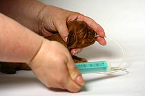 Cavalier King Charles Spaniel, 13-day puppy, ruby, being hand fed with stomach tube