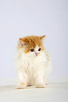 Persian Cat, kitten, ginger-and-white