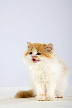 Persian Cat, kitten vocalising, ginger-and-white