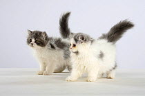 Persian Cat, two kittens, silver-and-white