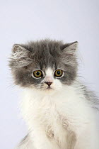 Persian Cat, kitten, silver-and-white